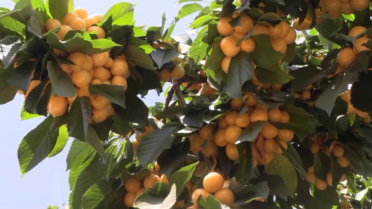 Su Emirler'de ulaştı, kıraç araziler kiraz bahçesine dönüştü