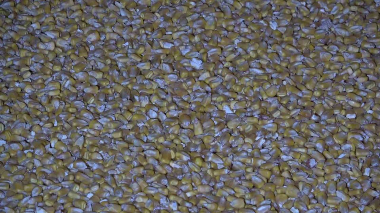 Su şişesini almak için eğilmek 25 ton mısırı yola saçtı