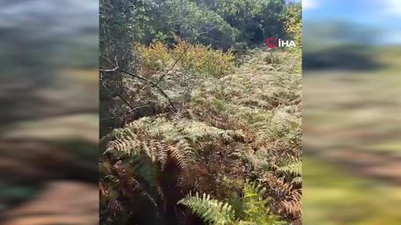 Sultangazi kent ormanında 8 gündür kayıp Mustafa Dinler için ekipler seferber
