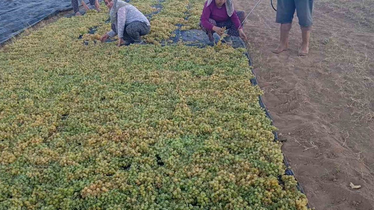 Sultani çekirdeksiz üreticileri fiyat dalgasına karşı kuru üzümü seçti