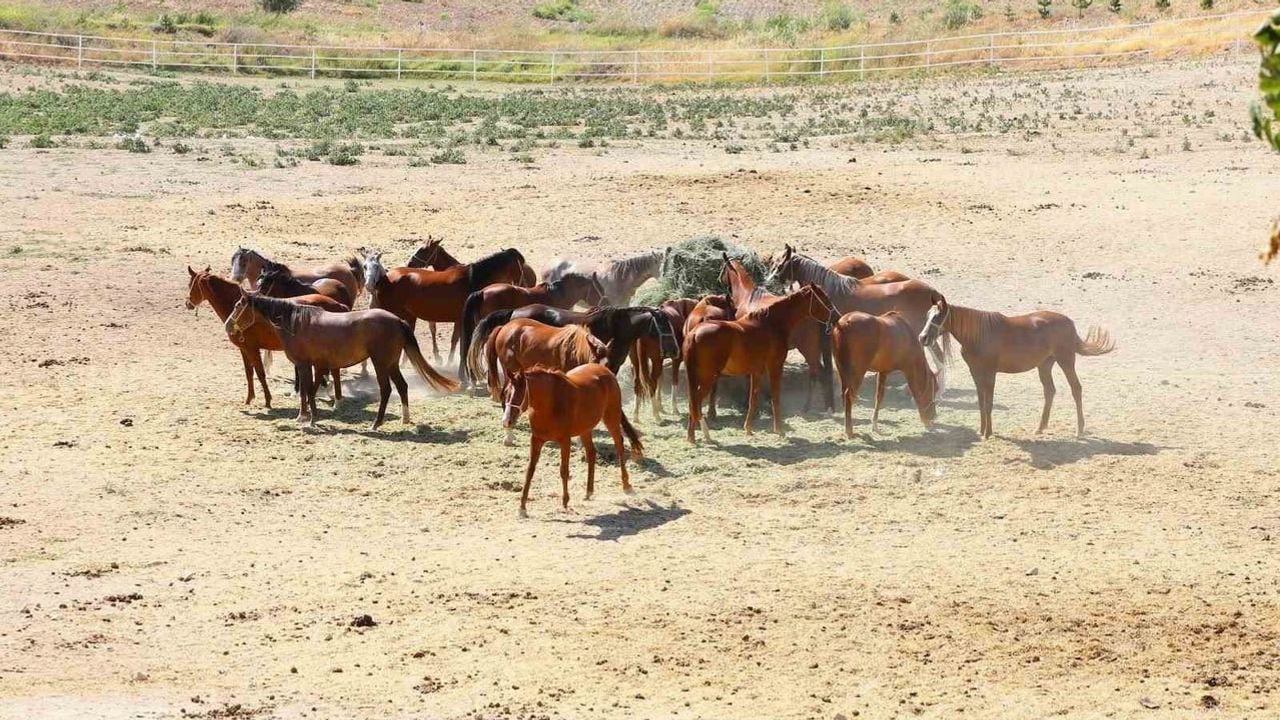 Sultansuyu'dan 15 elit Arap tayı veliefendi'de hibrit ihaleyle satışa çıkıyor
