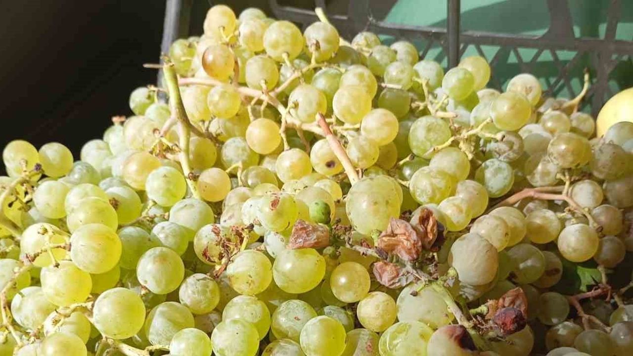 Sülye'de bağlarda bereket üreticilerin yüzünü güldürdü