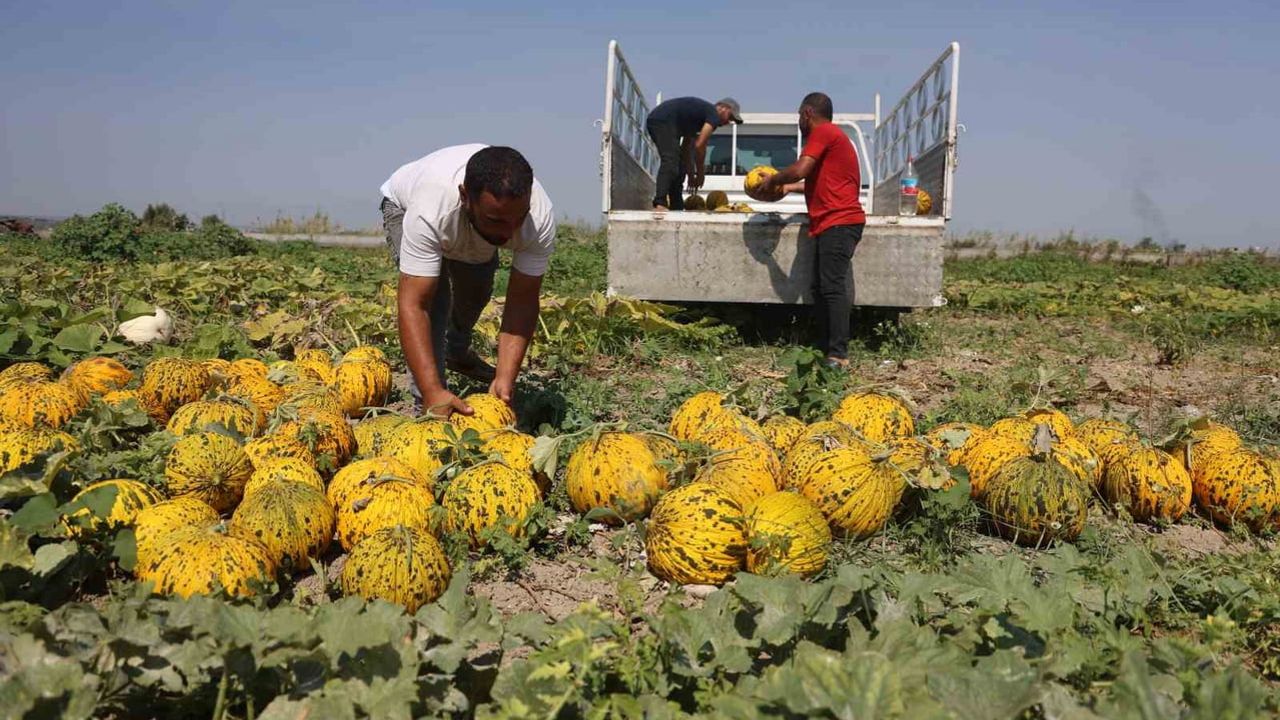 tarla kilosu 10 TL, üretici kavurucu sıcakta ekmek derdinde