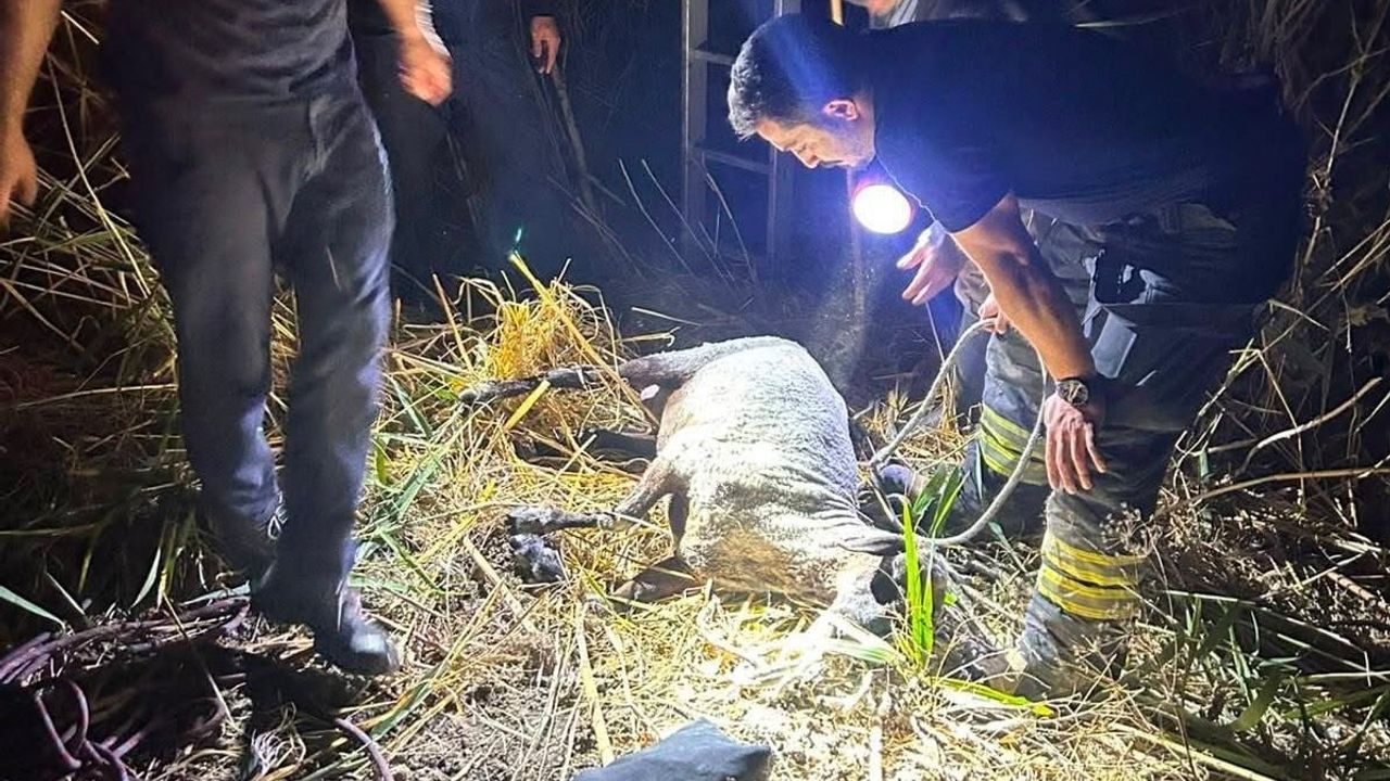 Tarla sulama kuyusuna düşen koyun itfaiyeyle sağ çıkarıldı
