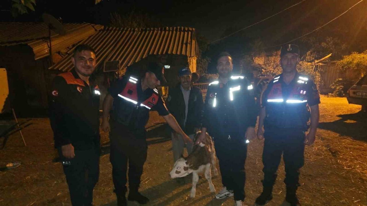 Tarlada doğum yapan büyükbaş, Jandarma ve AFAD ekipleriyle sahibine teslim edildi