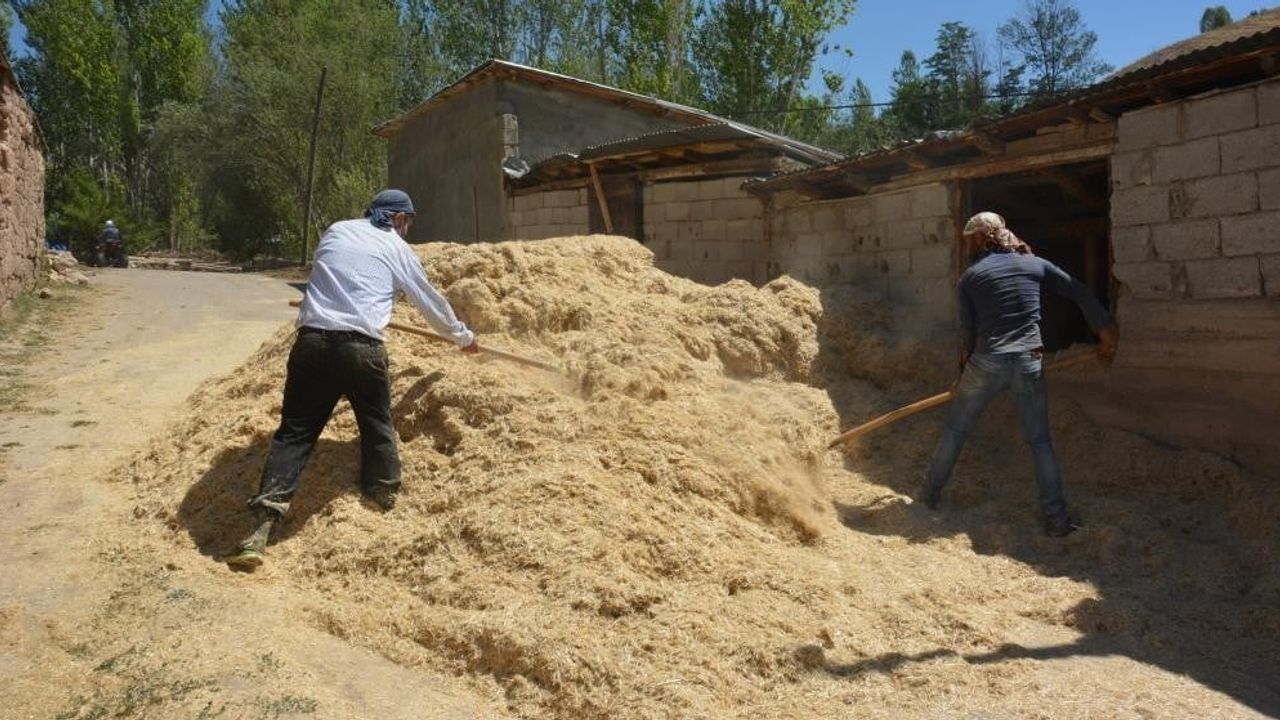 Tarladan ahıra: Tercanlı çiftçilerin kışlık saman mesaisi