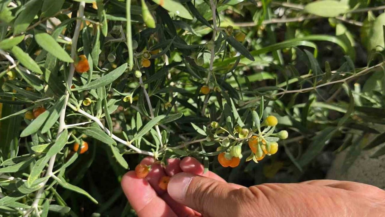 Tatvan'da bin yıllık şifa meyvesi goji berry tarımda filizlendi