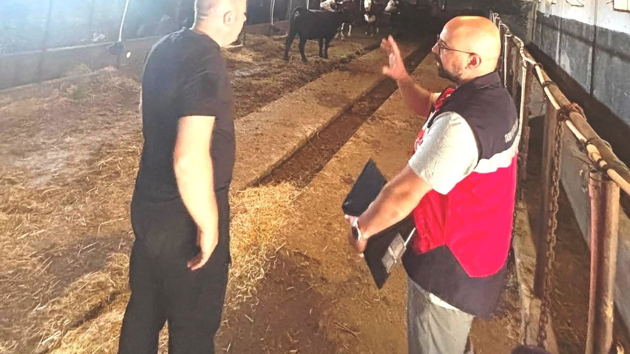 tavşanlı'da ithal hayvanların aylık kontrolleri tamamlandı