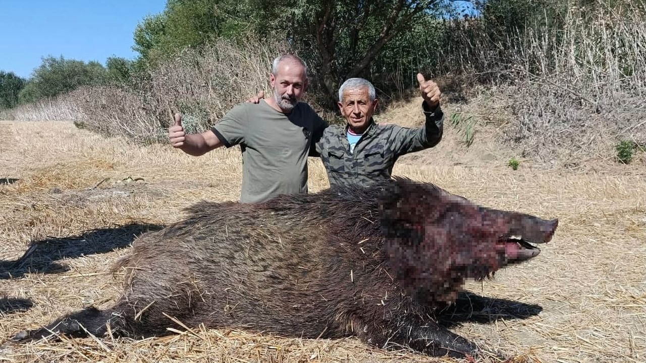 tekirdağ’da sürek avında 270 kilogramlık yaban domuzu avlandı