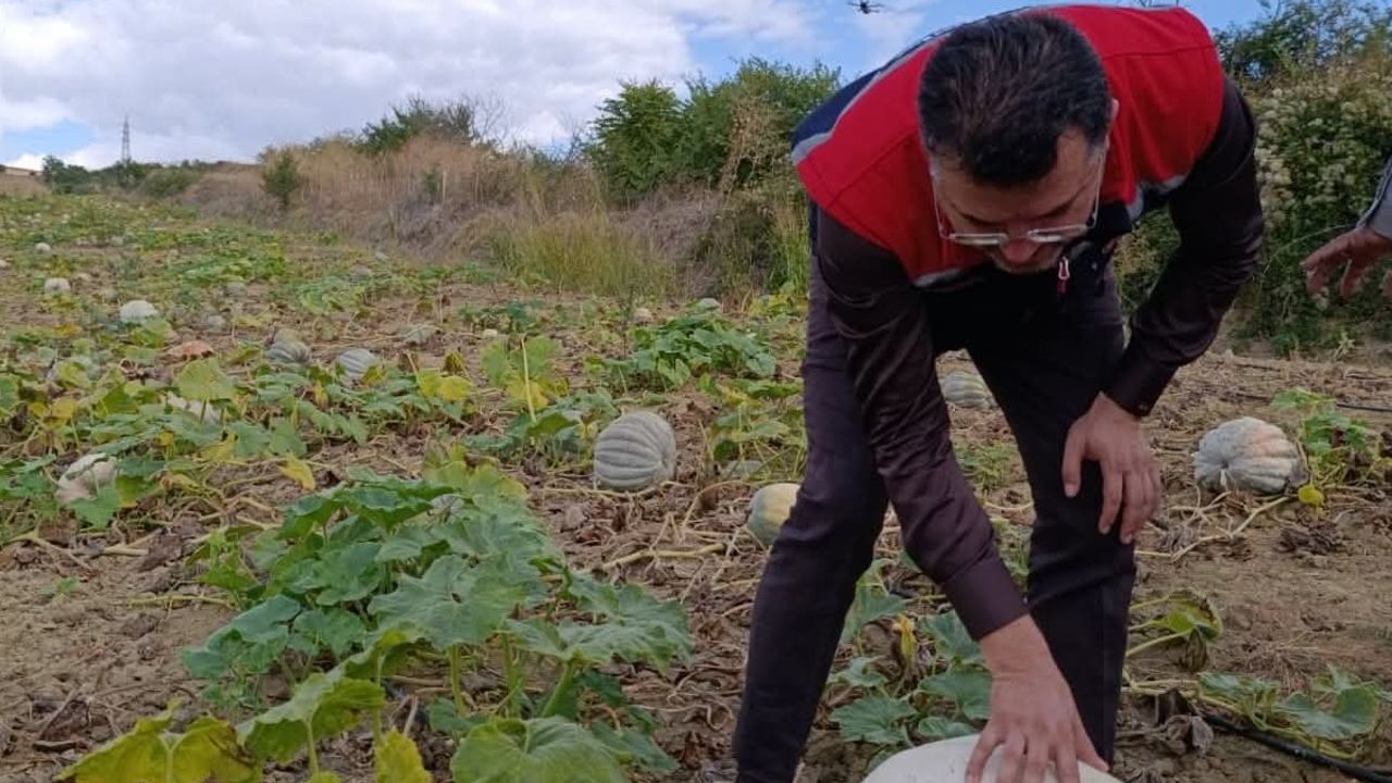 Tekirdağ'da tarladan sofraya: ekimden hasada bal kabağı yolculuğu
