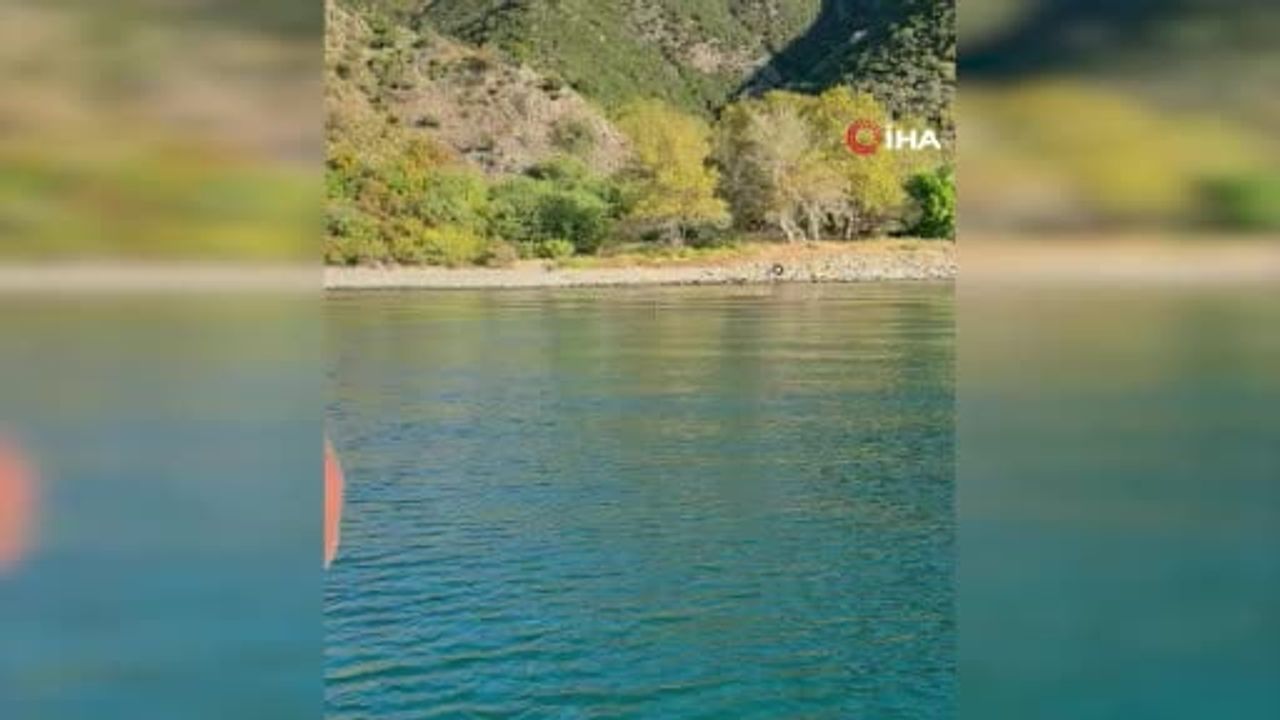 Teknede şahit olunan görüntü şaşırttı: Marmara'da yüzen karaca