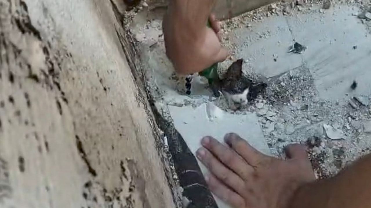 Terastaki yağmur giderinde mahsur kalan yavru kedi itfaiyenin müdahalesiyle kurtarıldı
