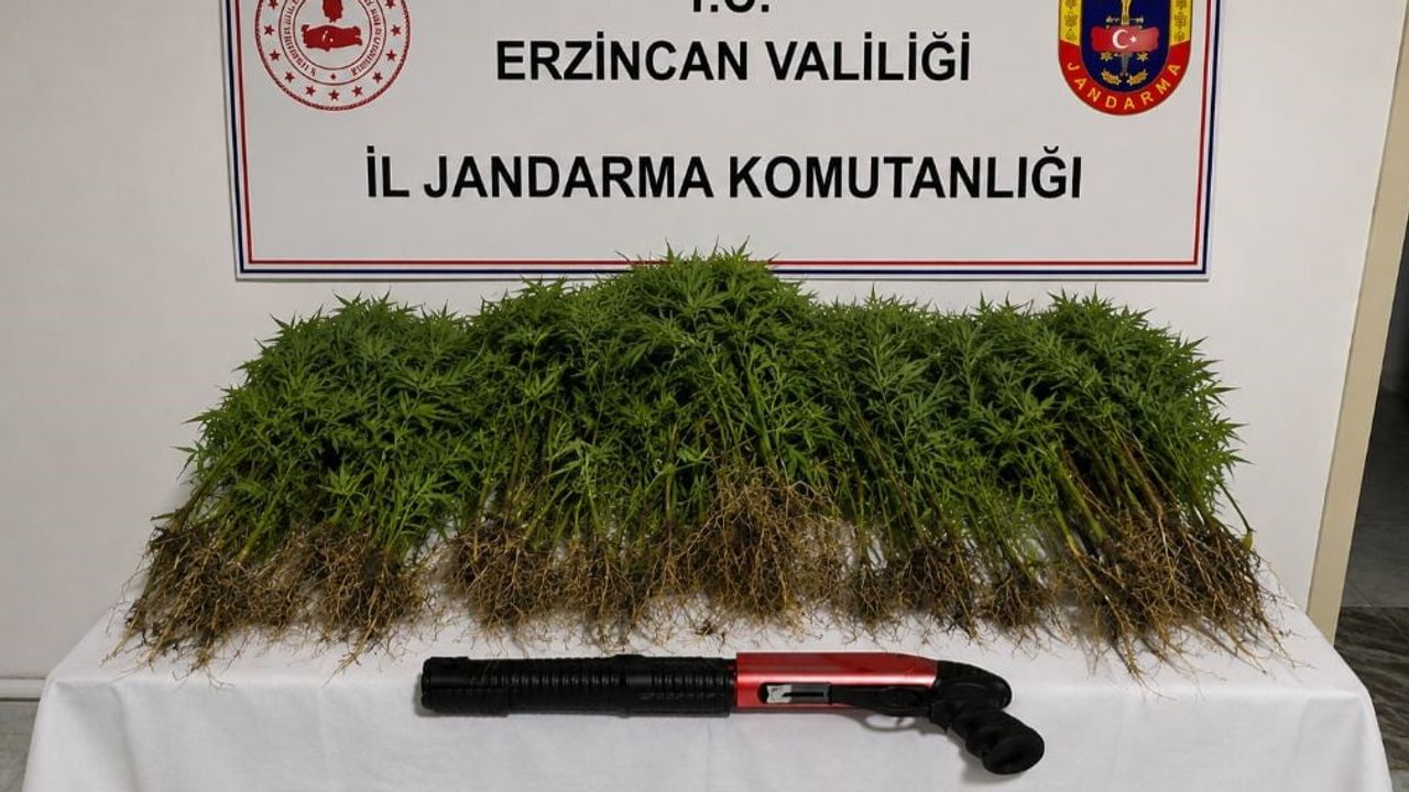 Tercan'da Yaylım köyünde jandarmadan kenevir baskını: 1 kişi tutuklandı