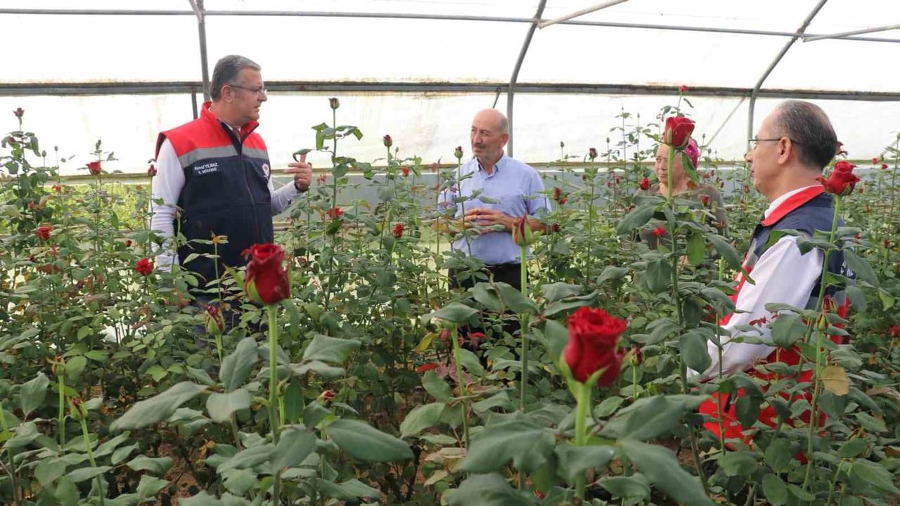 Terme'de seralardan çıkan milyonlar: 92 dekarla kesme çiçek üretimi