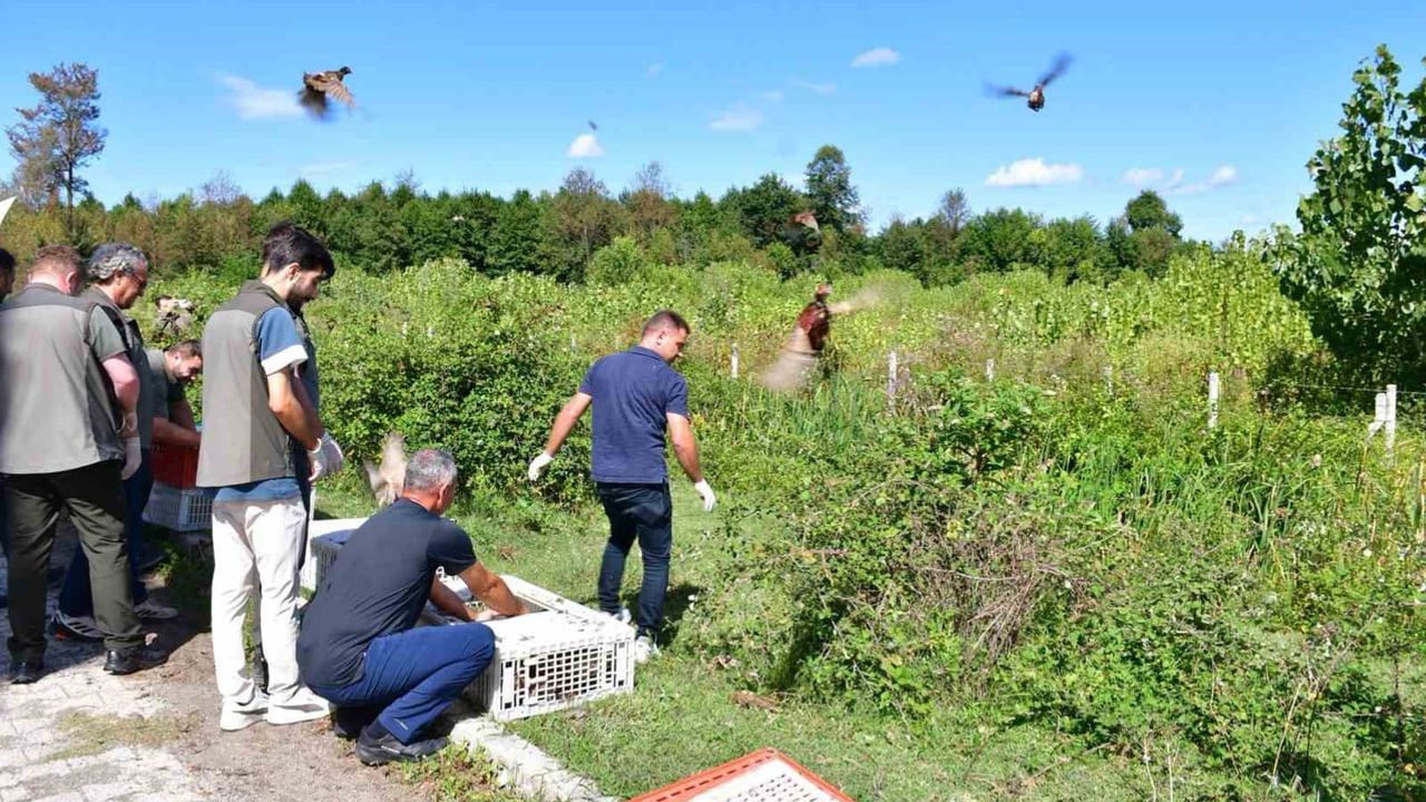 Terme’nin yabanı canlandı: 150 sülün doğaya bırakıldı