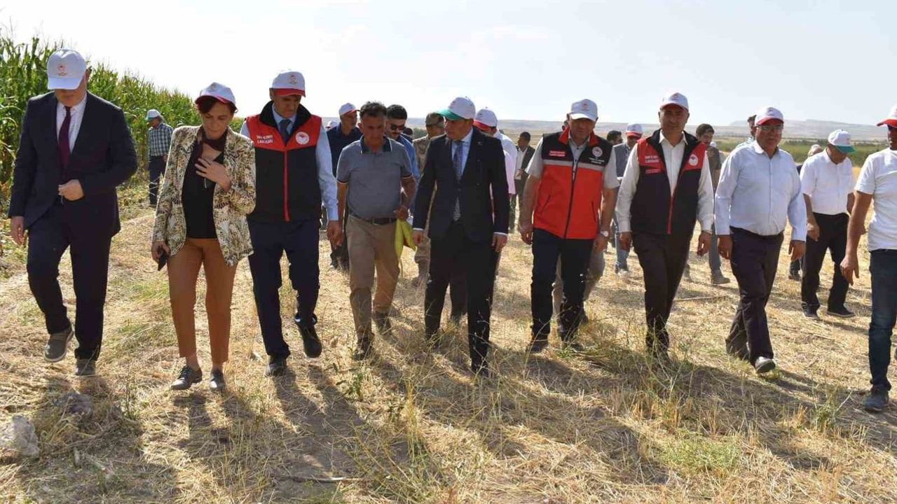 Tevekli'de silajlık mısır tarla günü: verim, çeşit ve uygulamalar ön plana çıktı