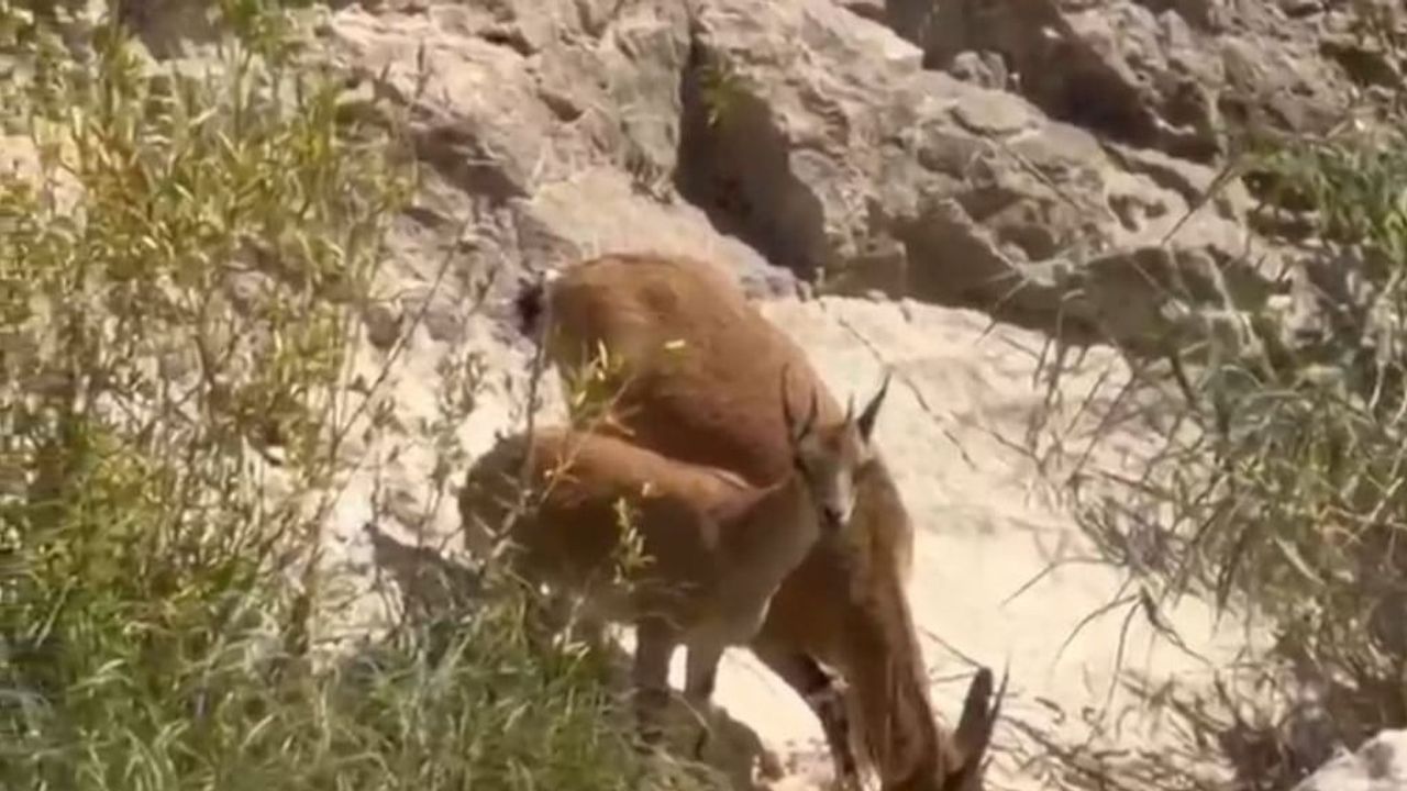 Tohma çayı kıyısında su molası: Darende'de yaban keçilerinin sürü görüntüsü