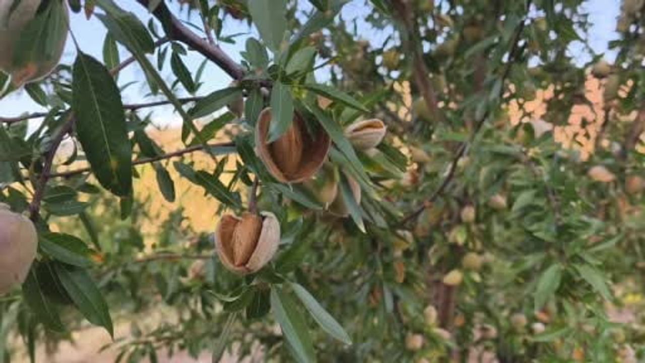 Toprağı berekete çevirdi: Çemişgezek'te kadın liderliğinde badem bahçesi kuruldu