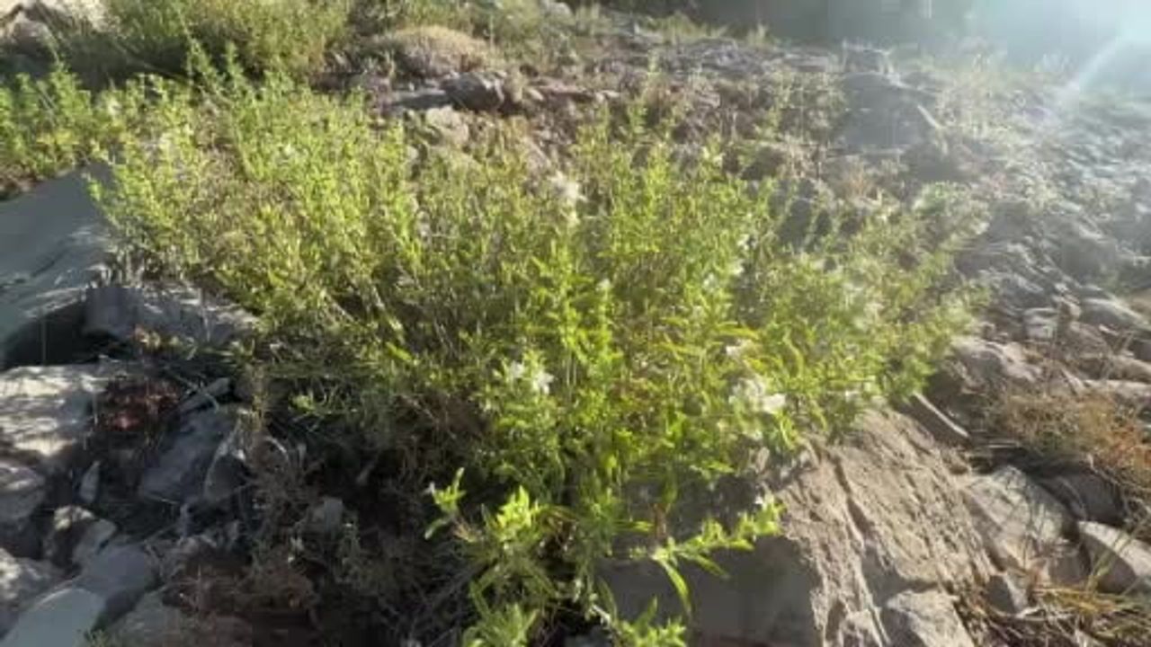 Toros'ta dağın doğal geliri: kekik demeti 50 liraya satılıyor