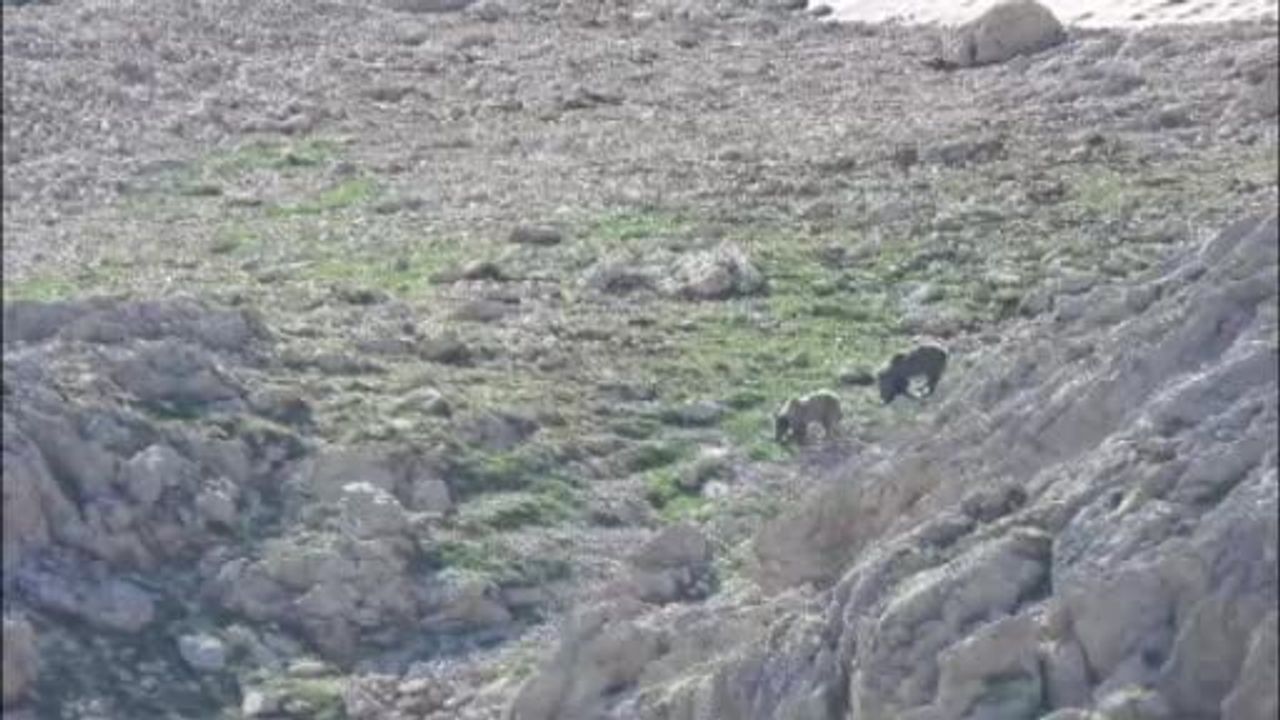 Torosların Göktepe yaylasında kar keyfi: ayılar gölete kaydı, oyunlaştılar