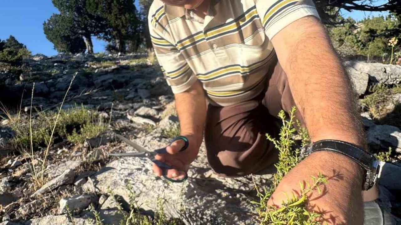 Torosların kokusu: Akseki'de kekik mesaisi başladı
