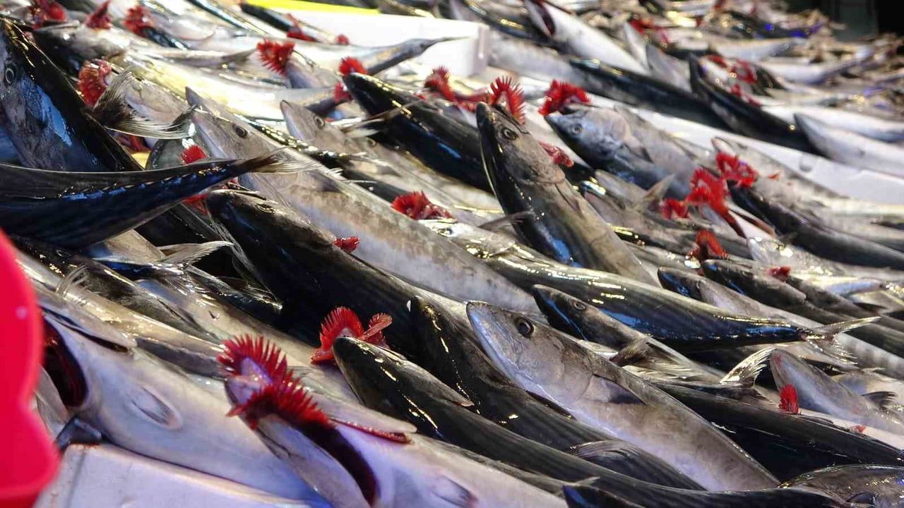Trabzon'da denizden kasa kasa palamut: sezonun ilk ayında 1.300 ton avlandı