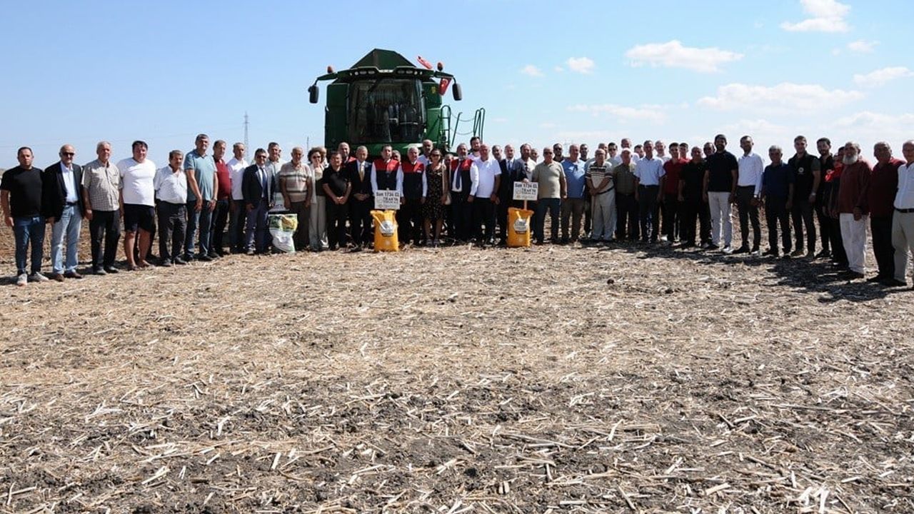 Trakya'da yerli hibrit ayçiçeği tohumları tarlada üretim ve yaygınlaşma aşamasını gördü