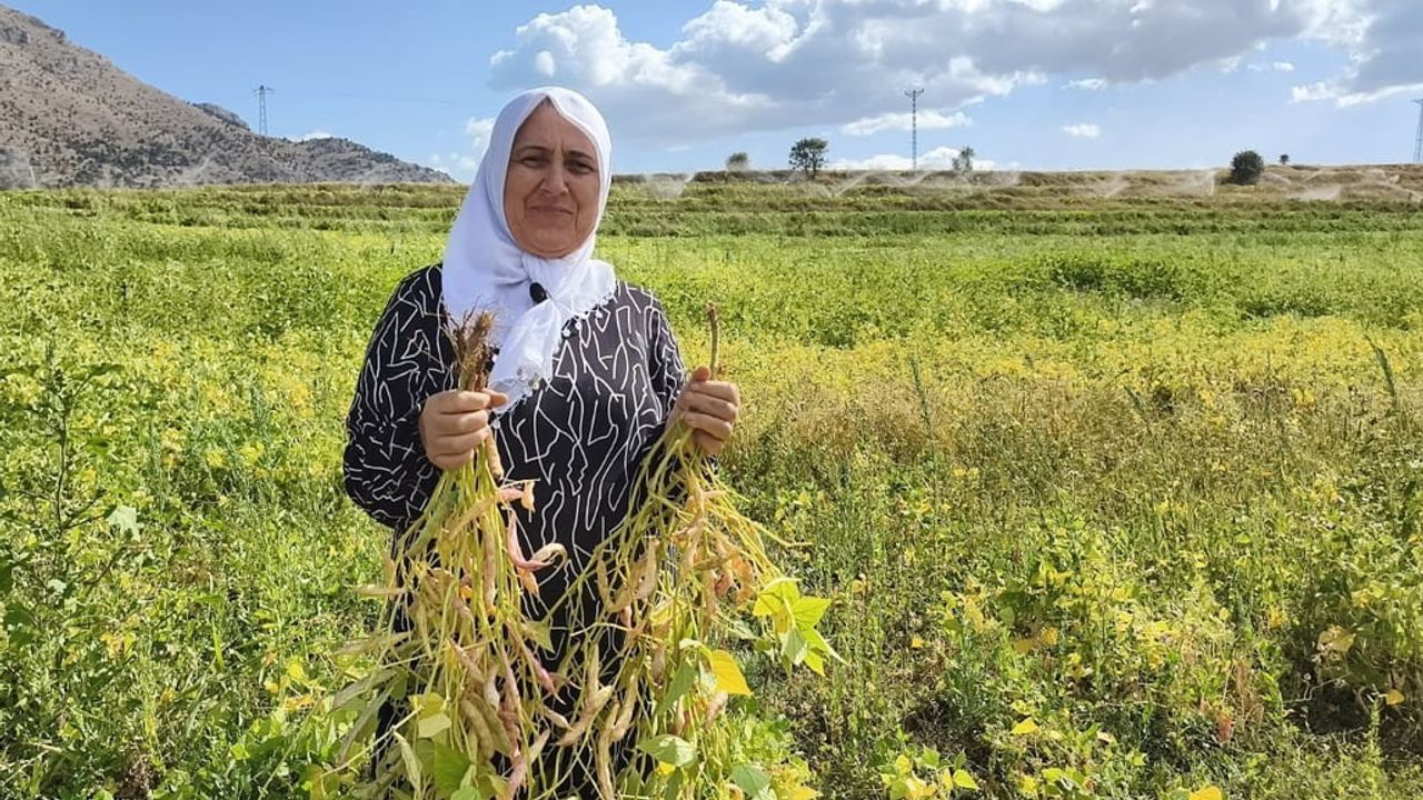 Tufanbeyli'de coğrafi işaretli beyaz fasulyenin hasadı başladı