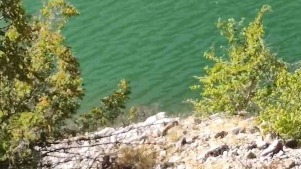 Tunceli'de baraj gölünü yüzerek geçen ayının görüntüleri kaydedildi