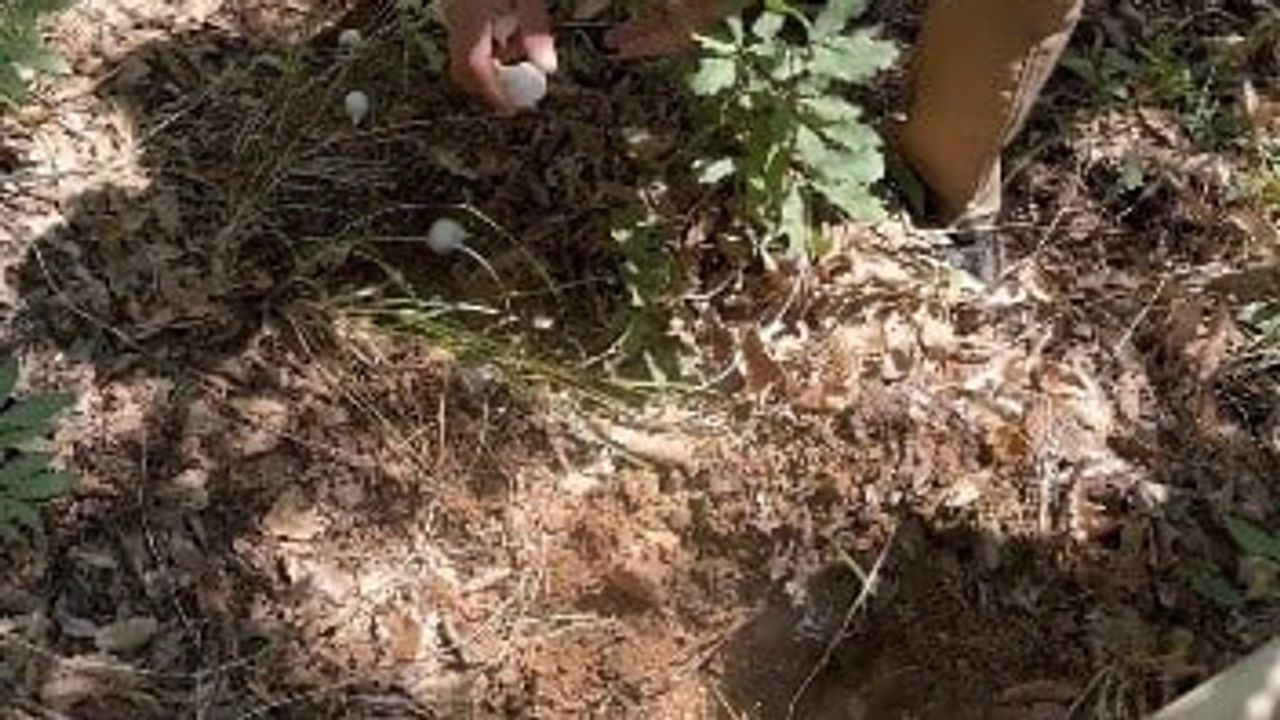 Tunceli'de yalnızca burada yetişen dağ sarımsağını izinsiz toplayanlara 2 milyon lirayı aşkın ceza