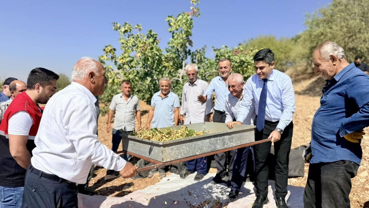 Tut'ta bereket vakti: Antep fıstığında hasat mesaisi başladı