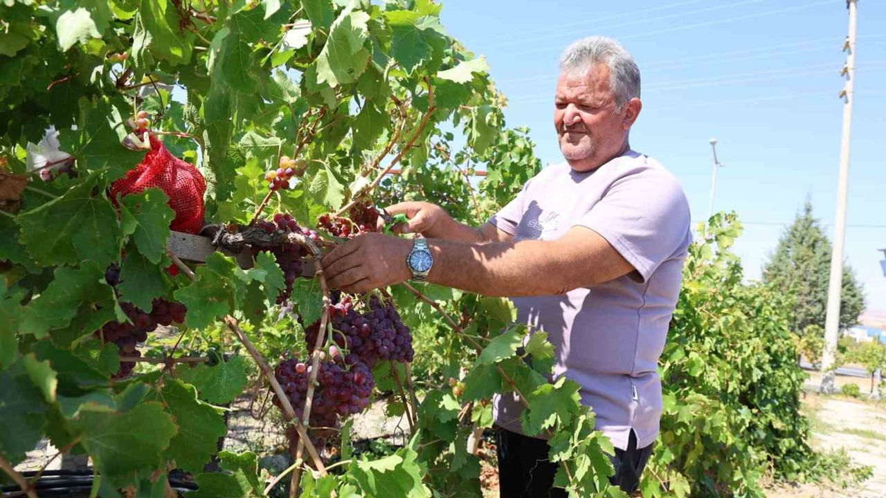 Tuzköy'de 650 üzüm çeşidini aynı bahçede buluşturan koleksiyon