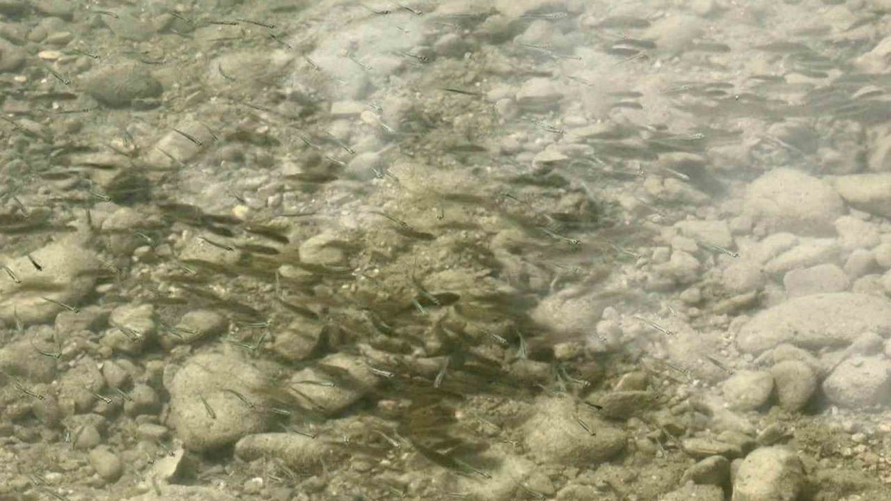 Uluköy barajı stokları 75 bin sazan yavrusuyla güçlendirildi
