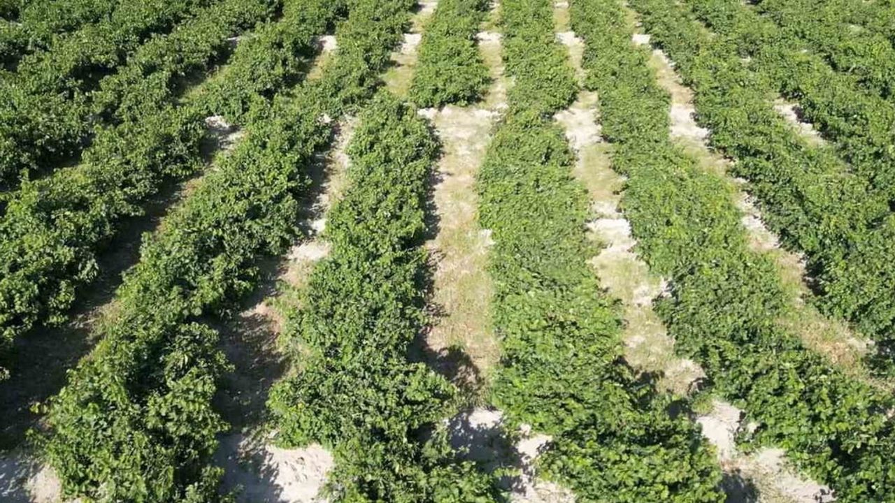 Urartu mirasını taşıyan Erciş üzümünde bağ bozumu ve çözüm arayışı
