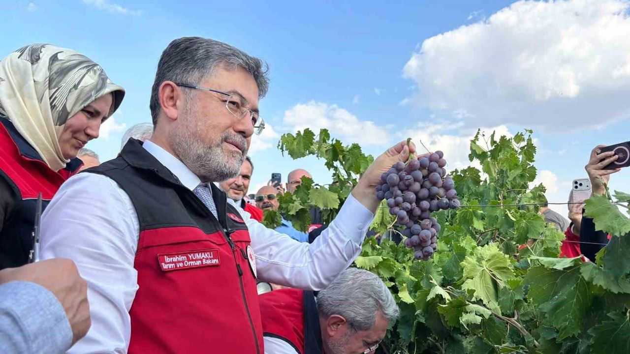 Üretimde umut: Kalecik'te bağ bozumu ve 3 milyon 850 bin ton hedefi