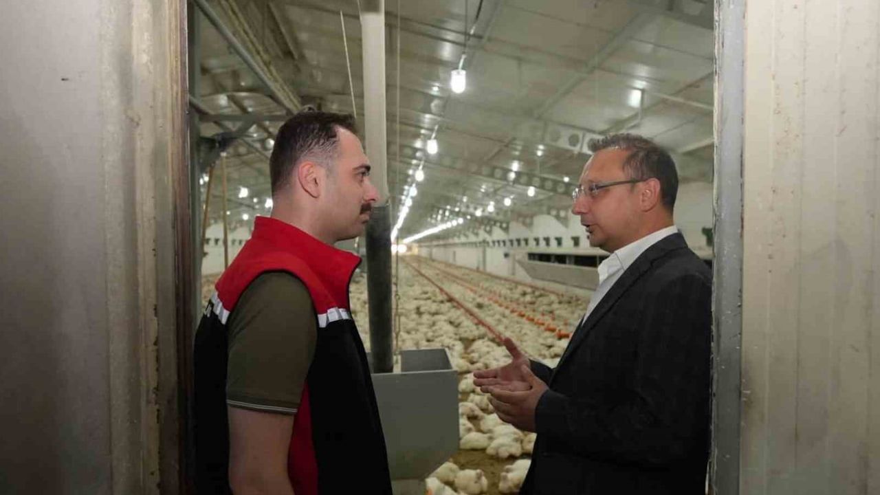 Üzümlü'de broiler çiftliğinde üretim ve süreçler yerinde incelendi