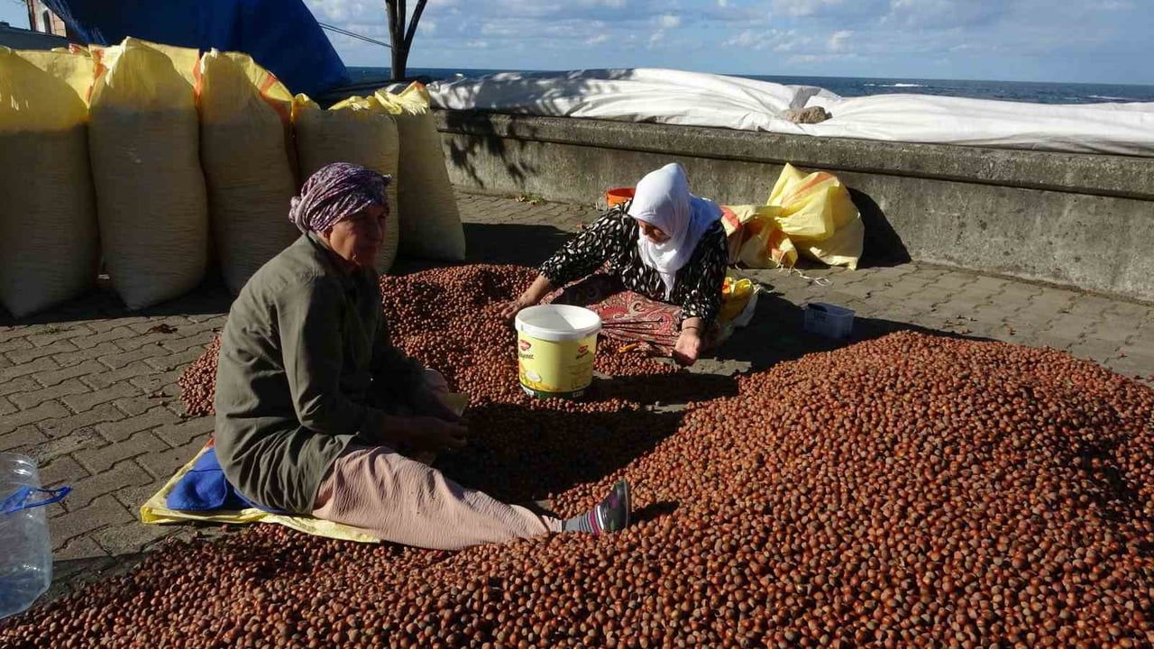Yağmur kurutma planlarını sekteye uğrattı, sahil yolu harmana döndü