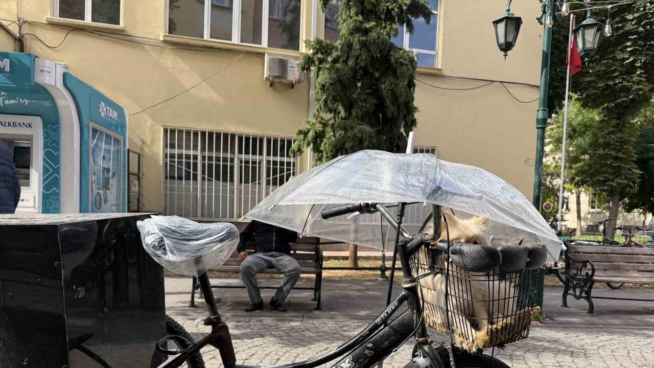 Yağmura karşı şemsiye ve sepet: minik köpek için duyarlı önlem