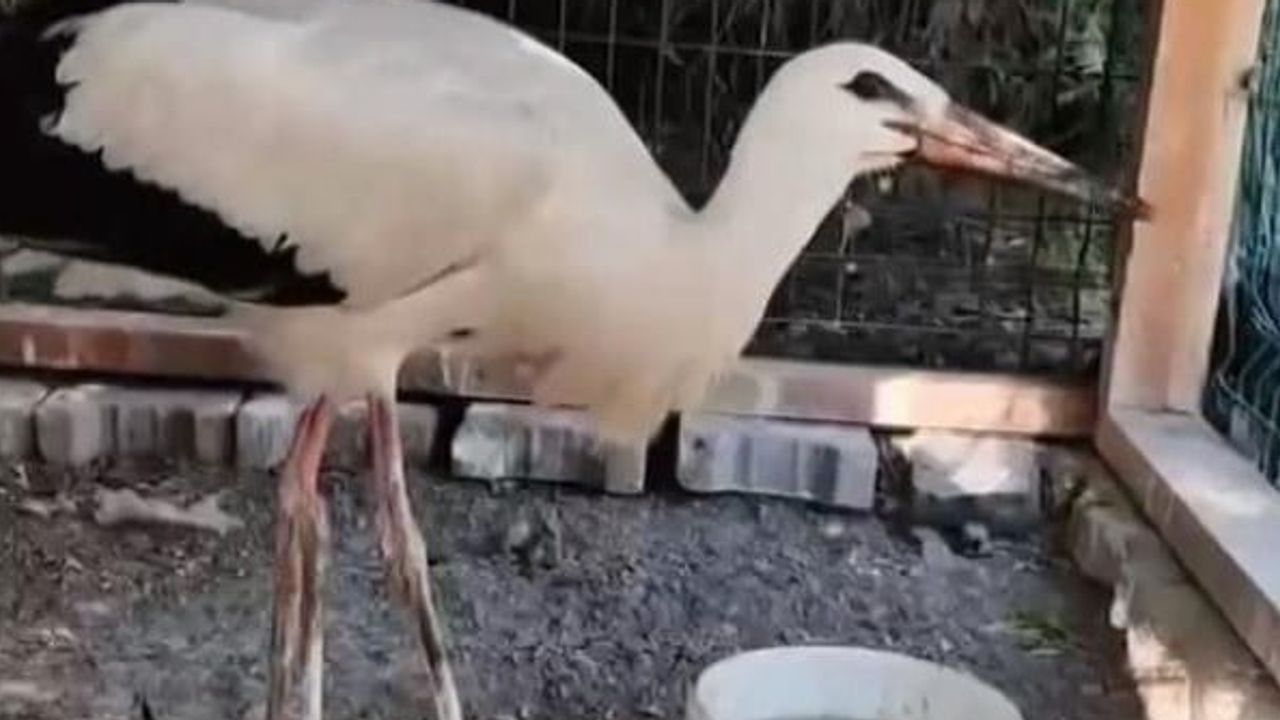 Yaralı leylek Kızılırmak kıyısında tedavi görüp doğaya bırakıldı