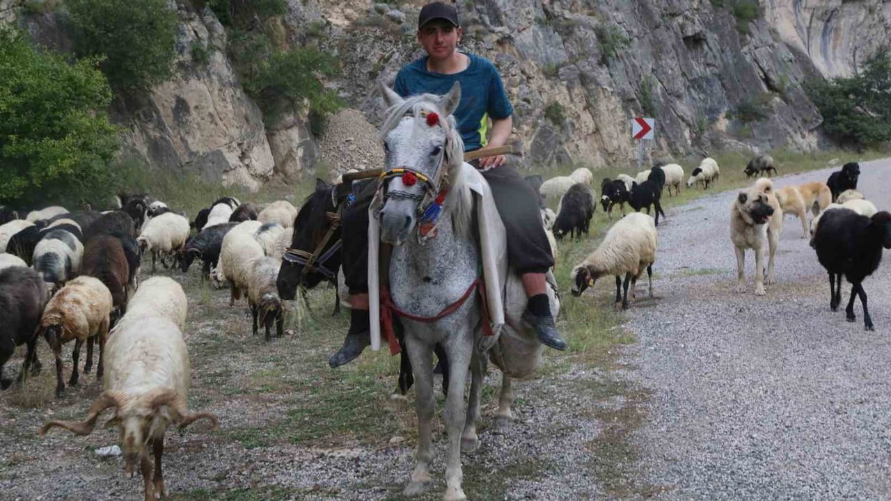 Yayla dönüşü trafikte yavaşlama: Bilbilan Yaylası'ndan 700 küçükbaş iniyor