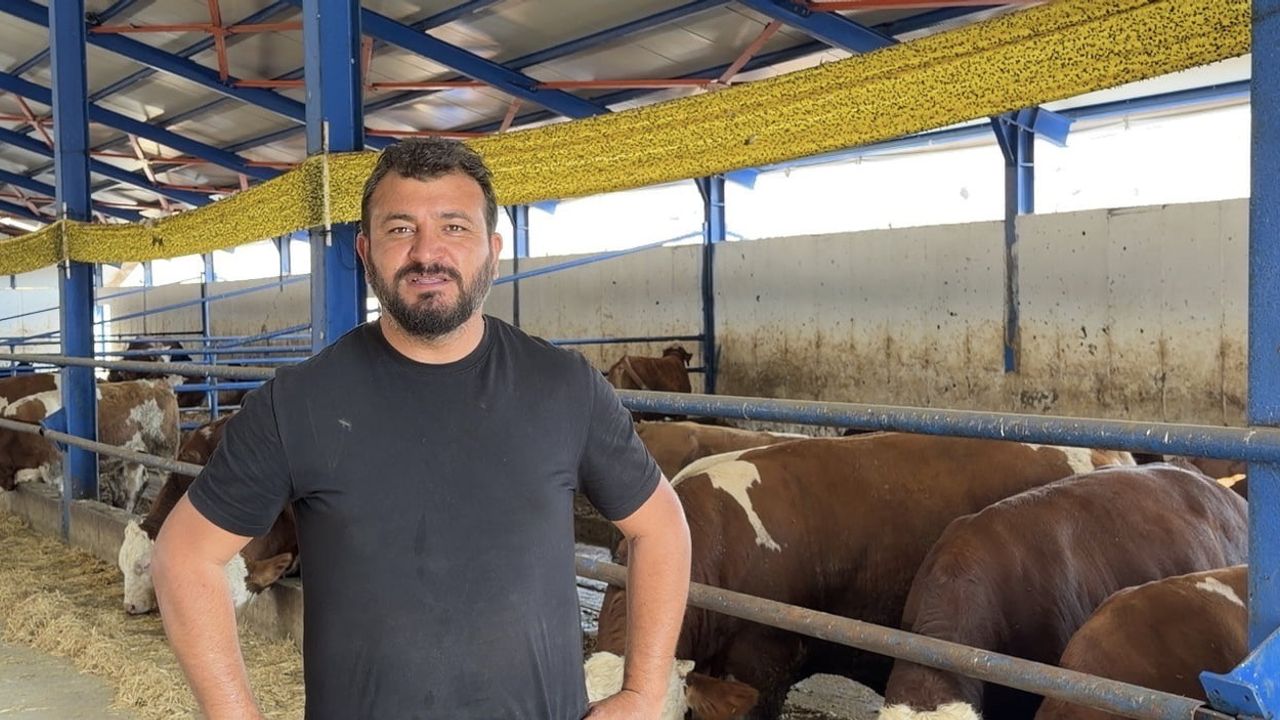 Yayladan getirilen dana kamyona binmeyi reddetti, uzun uğraş sonunda güçlükle yüklendi