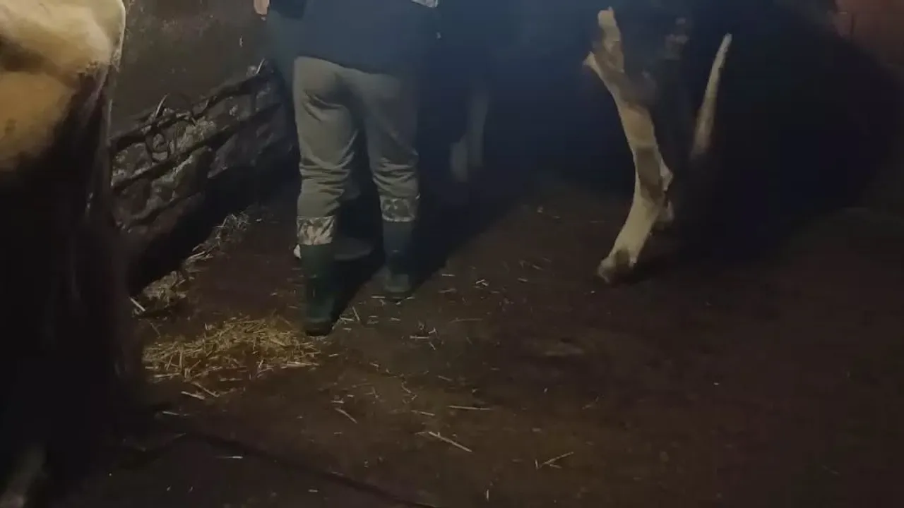 Yığılca'da sürü sağlığını güçlendiren şap ve bruselloz kampanyası