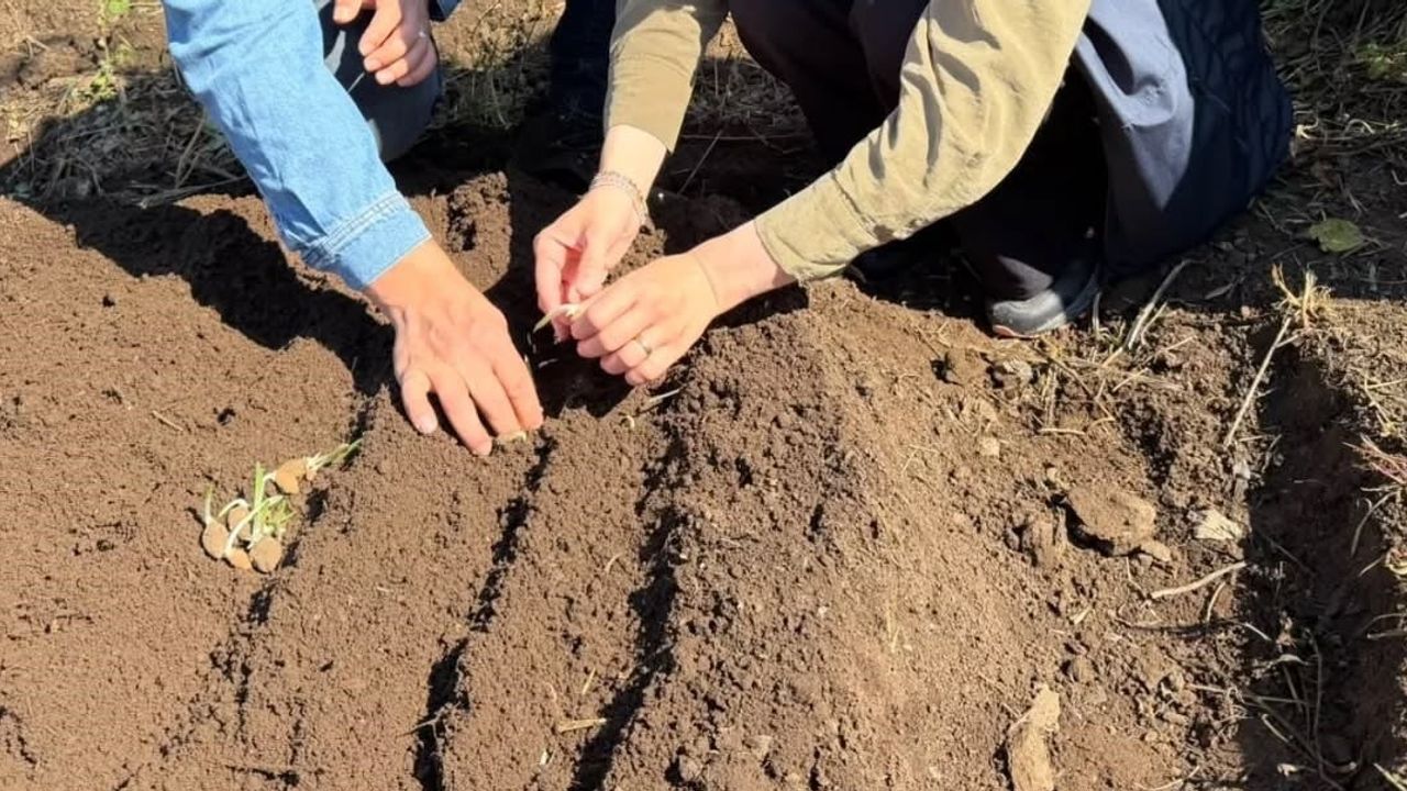Yığılca’da toprağa yeni gelir: salep üretimi köylere yayılıyor
