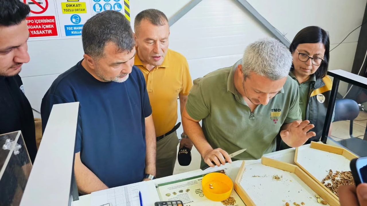 Yığılca'da üreticiye yönelik TMO fındık alım merkezi açıldı