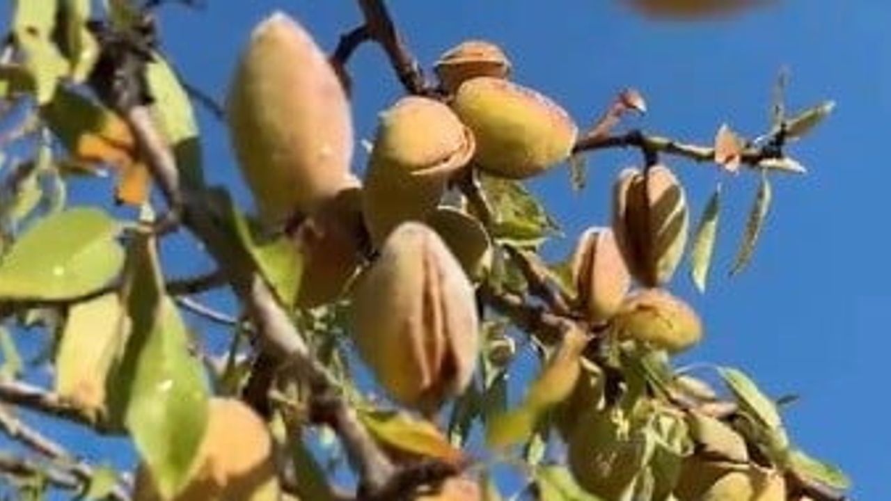 Yıllar sonra meyve veren badem ağaçları üreticinin yüzünü güldürdü
