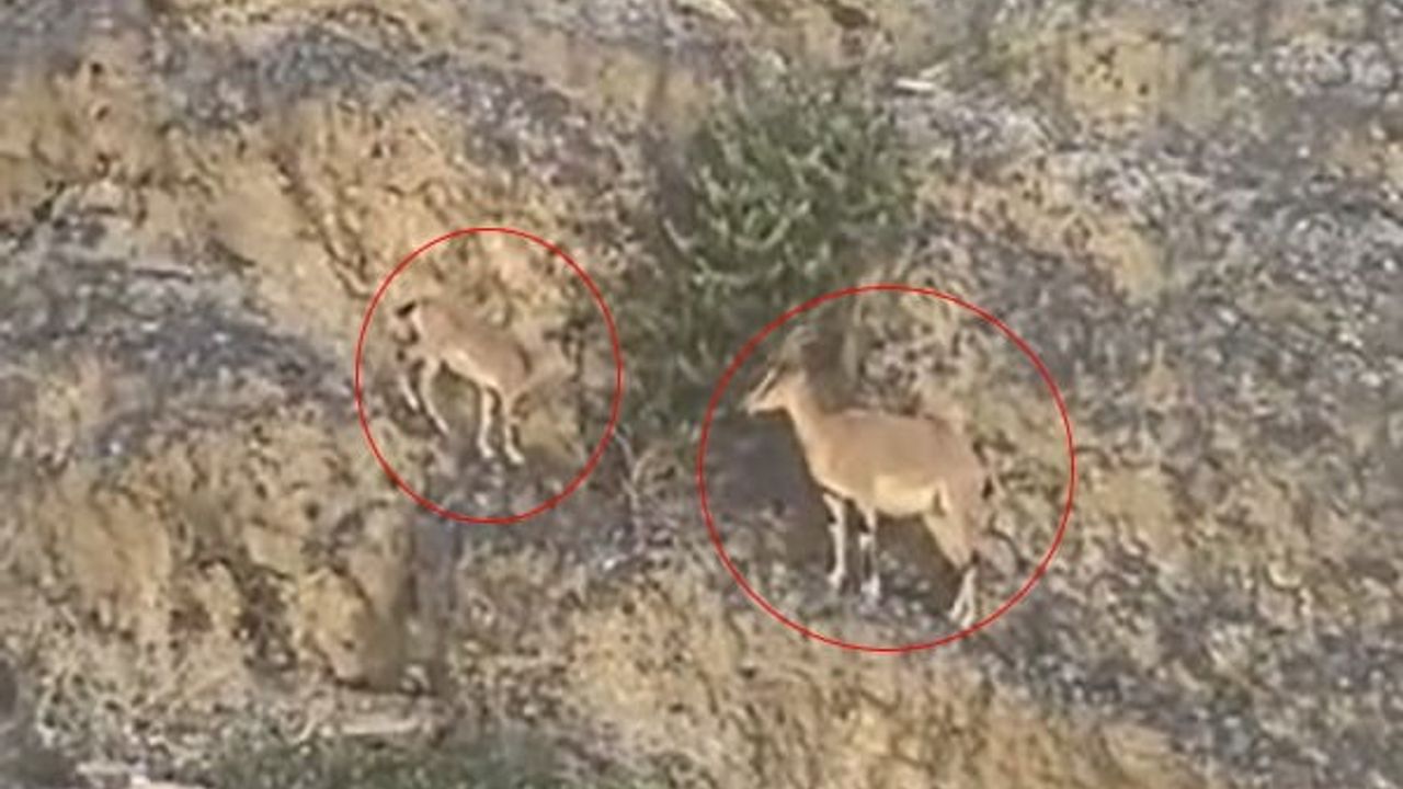Yol kenarında doğanın zarafeti: Uzundere'de dağ keçileri görüntülendi