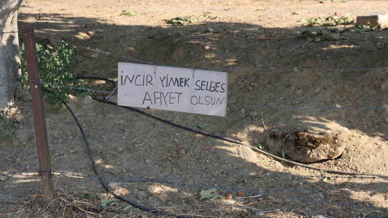 Yol kenarından davet: incir yimek selbes ile paylaşma sürüyor