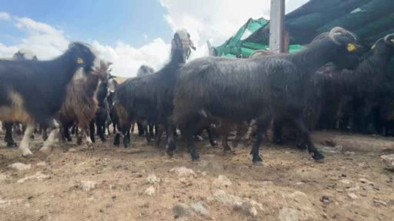 Yörüklerin kırkım geleneği sürüyor ama kıl artık değerlendirilmiyor