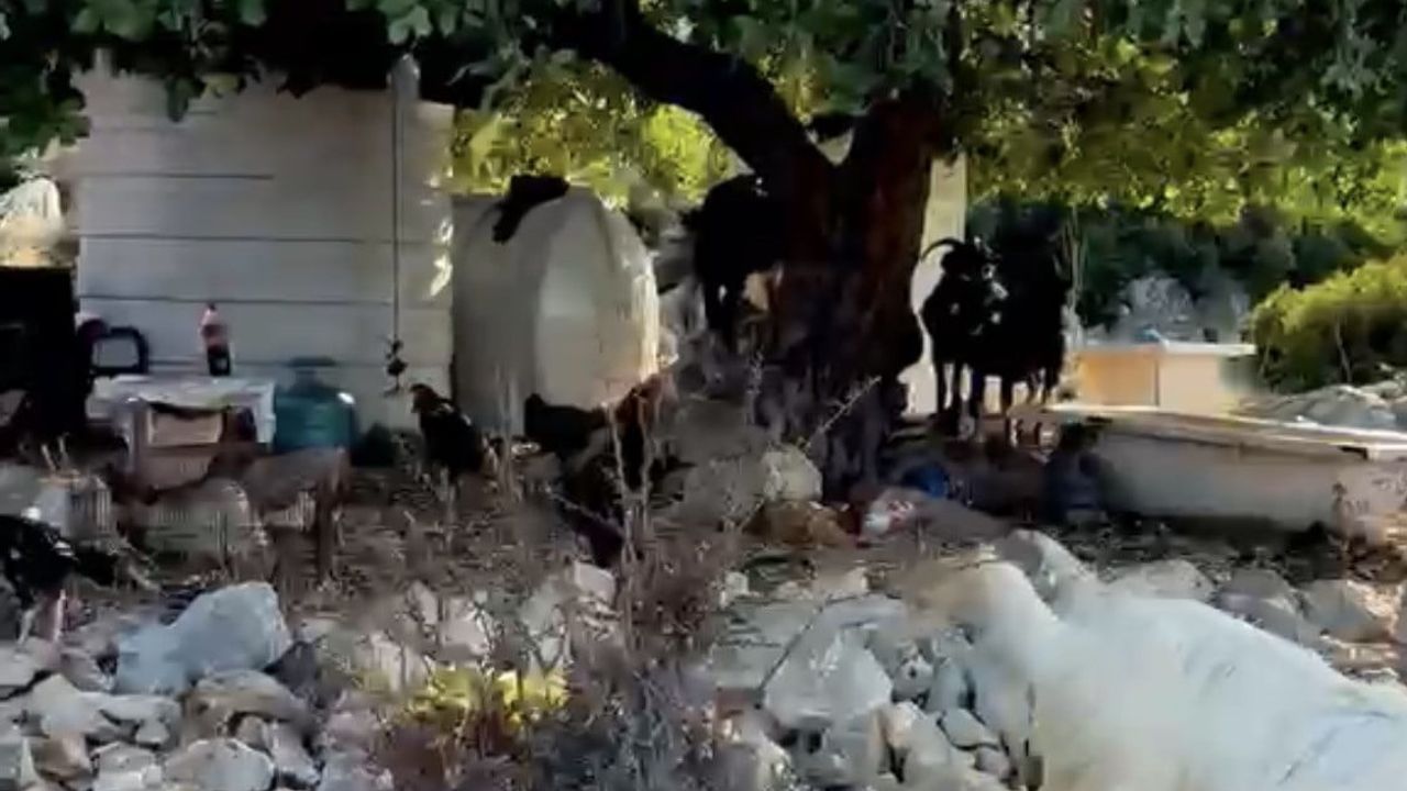 Yörüklerin mavi yolculuğu: keçiler teknelerle kışla ile köy arasında göç ediyor