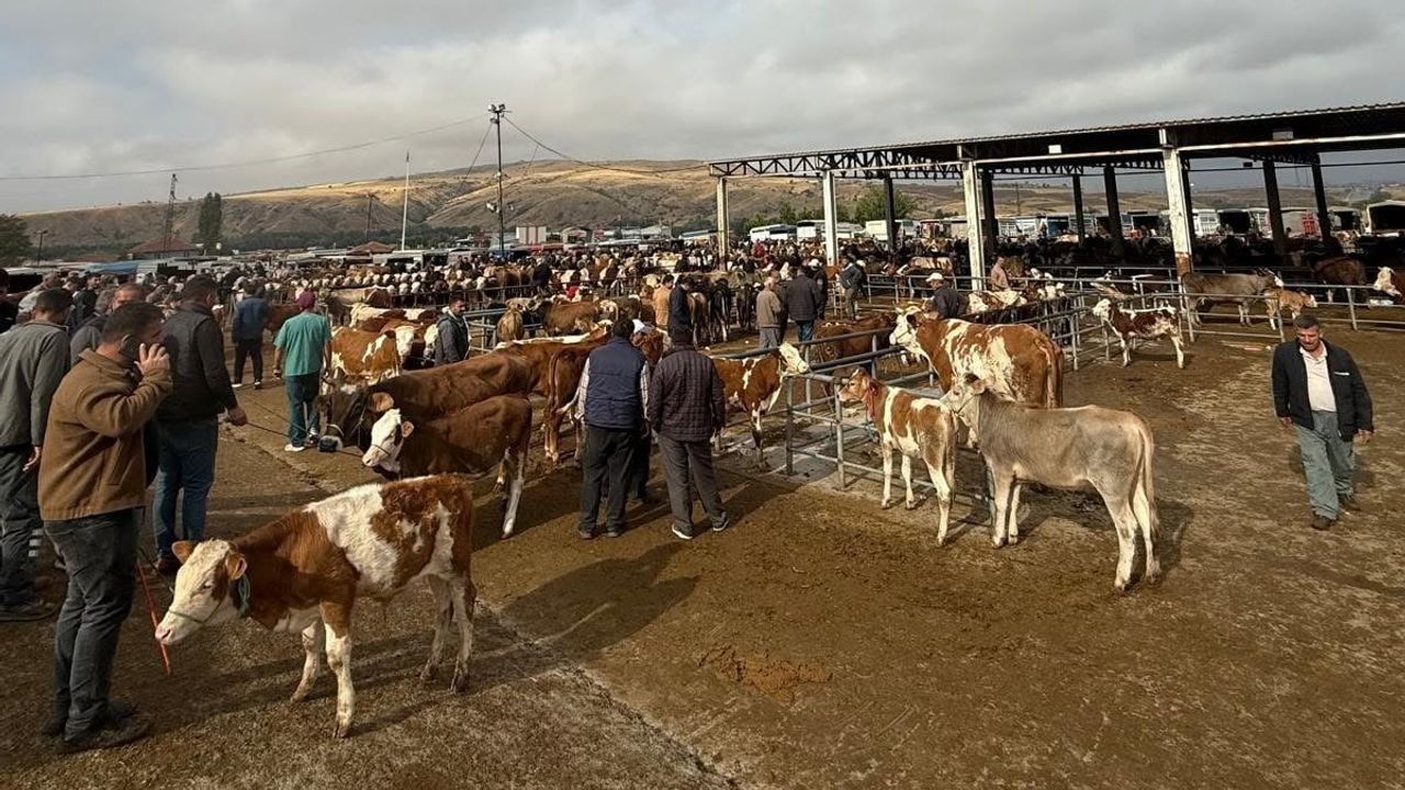 Yozgat'ta hayvan pazarlarına şap tedbiri: pazaryerleri geçici olarak kapatıldı